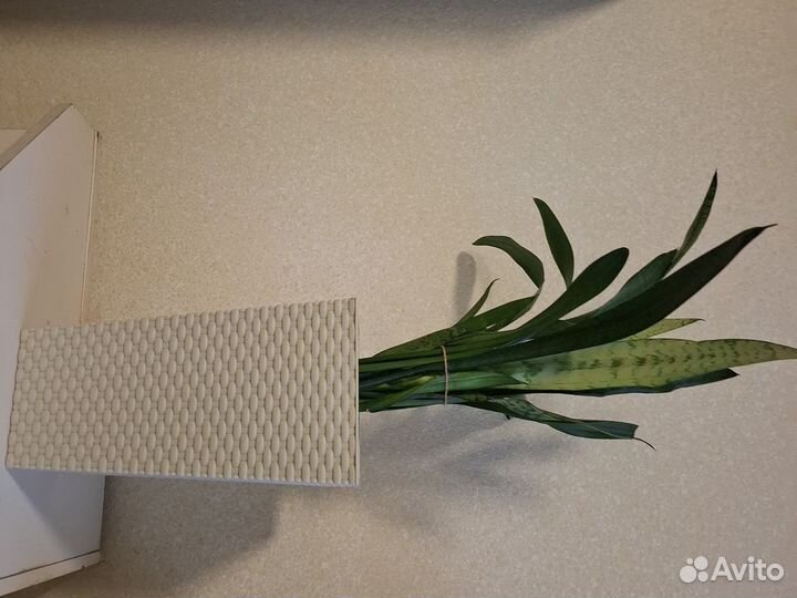 Сансевиерия щучий хвост