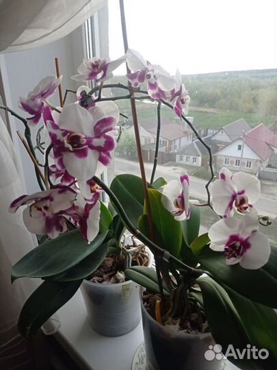 Комнатные цветы