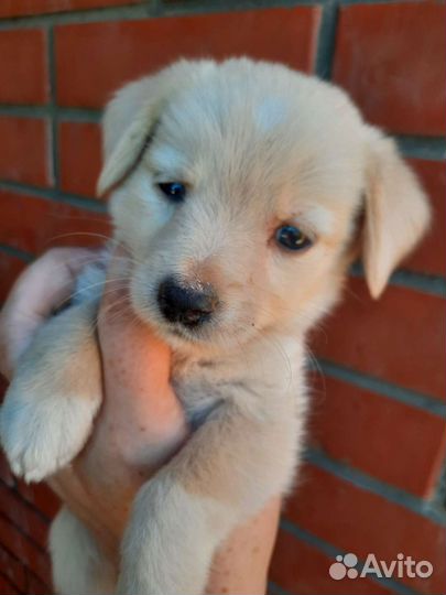 Щенки той терьер