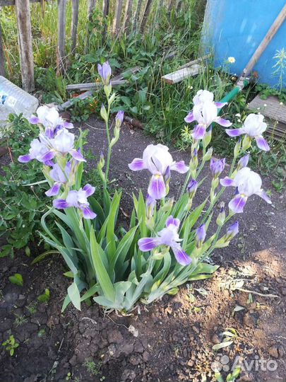 Ирис