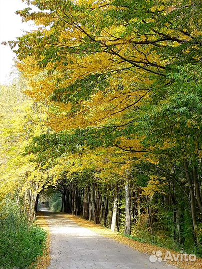 Аренда авто с водителем. Трансфер
