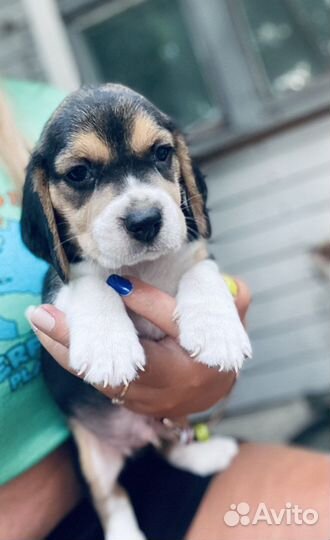 Щенки Бигль