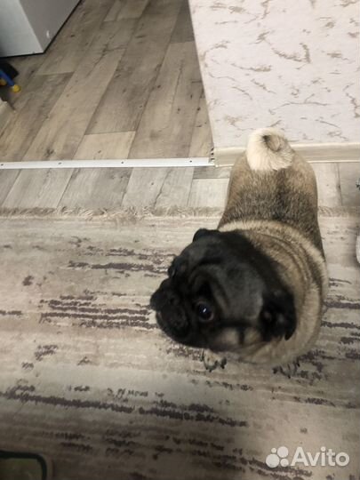 Мопс вязка мальчик