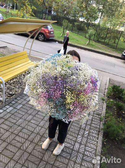 Гепсофила радуга