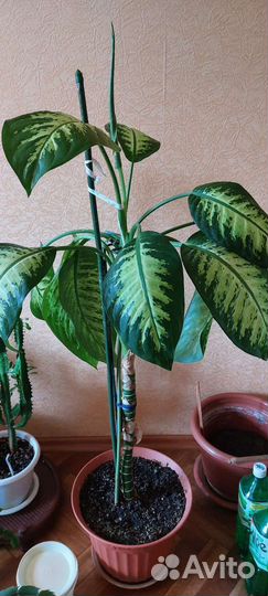 Диффенбахия