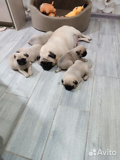 Щенки мопса мальчики и девочка