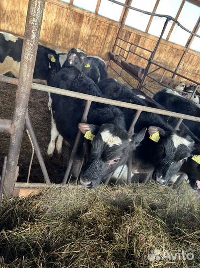 Бычки холмогоры