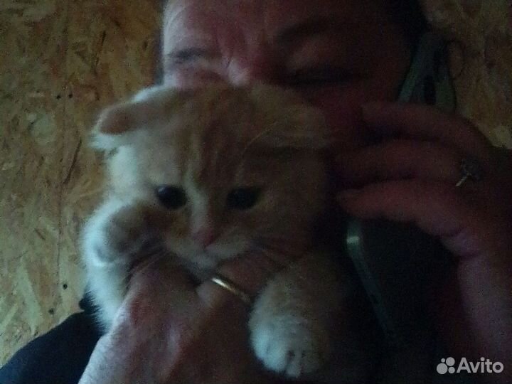 Кот в дар вислоушка. Кот из шрека