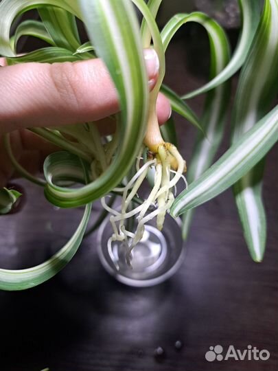 Хлорофитум кудрявый бонни