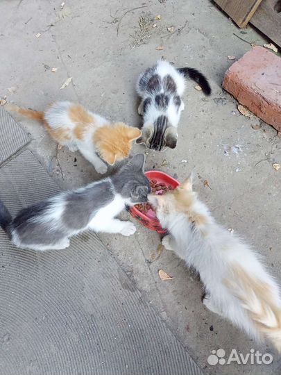 Котята в добрые руки бесплатно