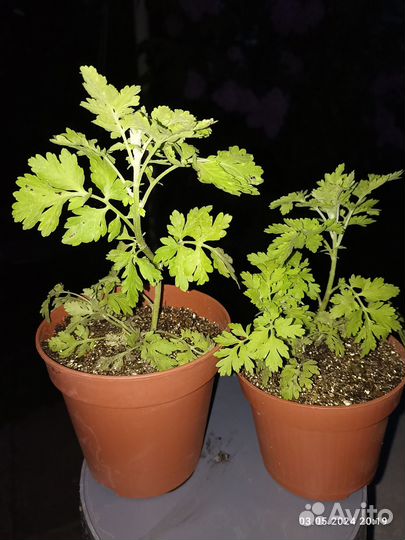 Пиретрум (девичья ромашка). Сныть пестролистная