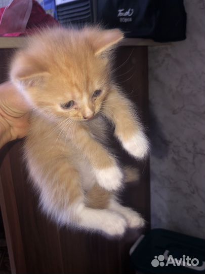 Отдодим в хорошие руки беспородистые кошки,котята