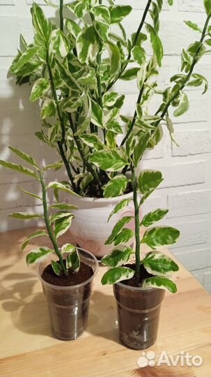 Педилантус