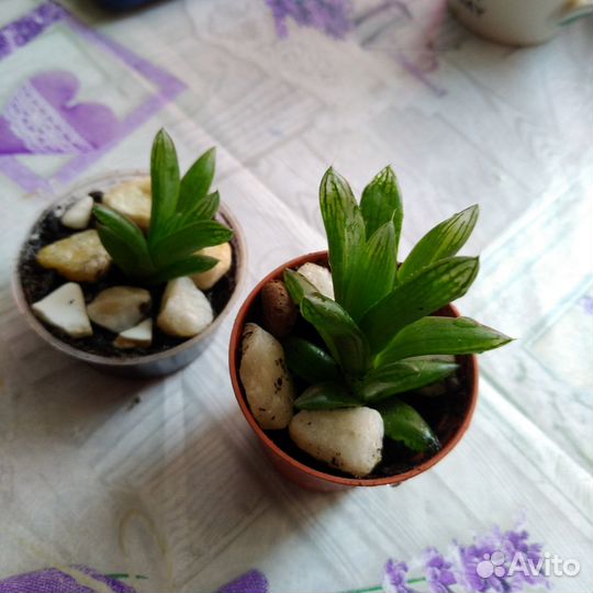 Суккулент Хавортия ладьевидная
