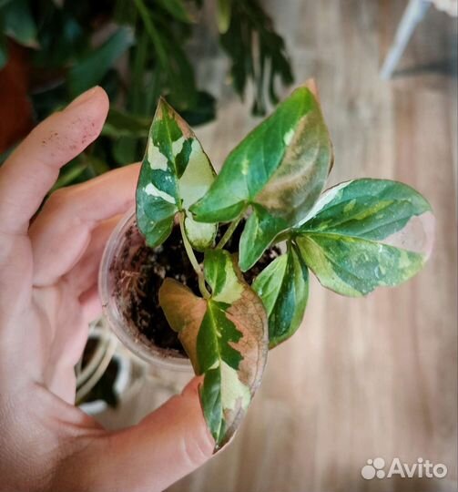 Сингониум Ред спот триколор