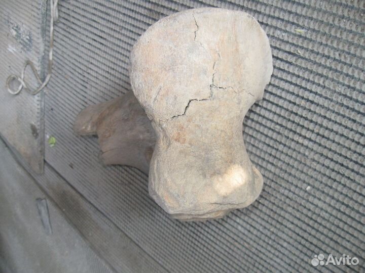 Продается кость мамонта