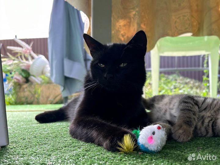 Котики бесплатно в добрые руки