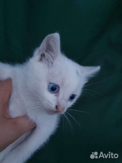 Котята ищут хозяина