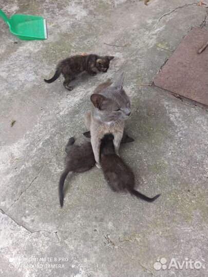 Котята в добрые руки