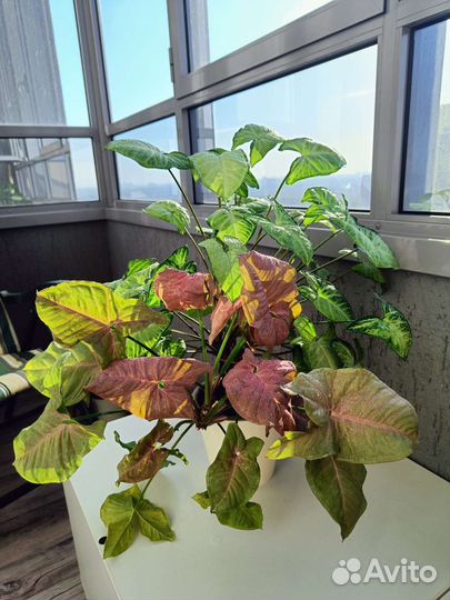 Сингониум 2 сорта в горшке