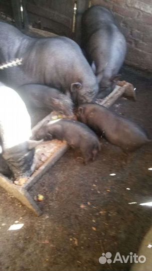 Вьетнамские вислобрюхие поросята