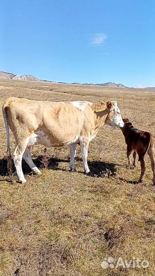 Корова с бычками