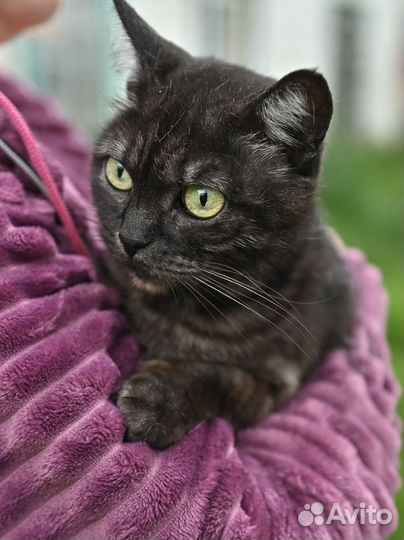 Ищем дом шотландской кошке