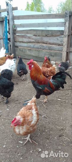 Домашние куры и петухи