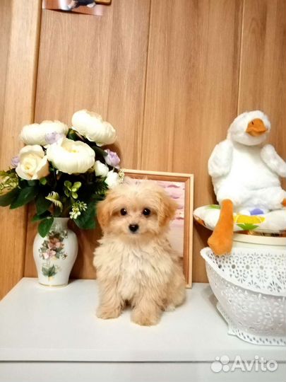 Микро - тэдди девочка Алиса Мальтипу ф1