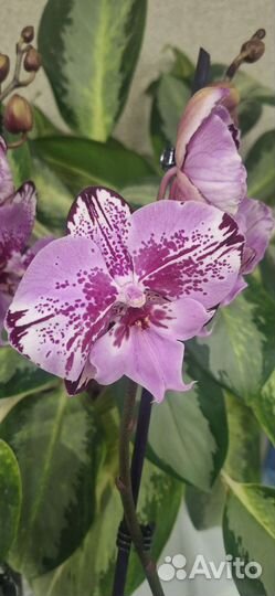 Орхидея Фаленопсис Биг Лип Наоми