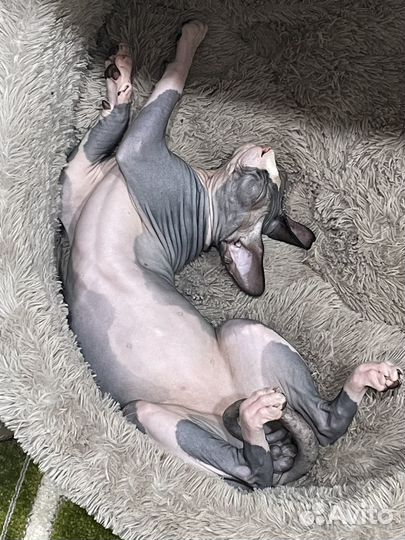 Донской сфинкс вязка