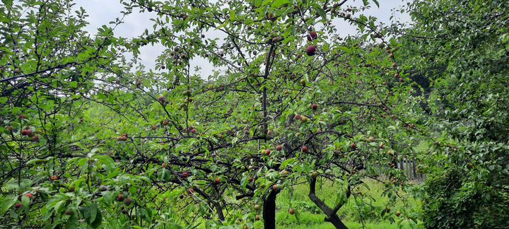 Участок 20 сот. (ИЖС)