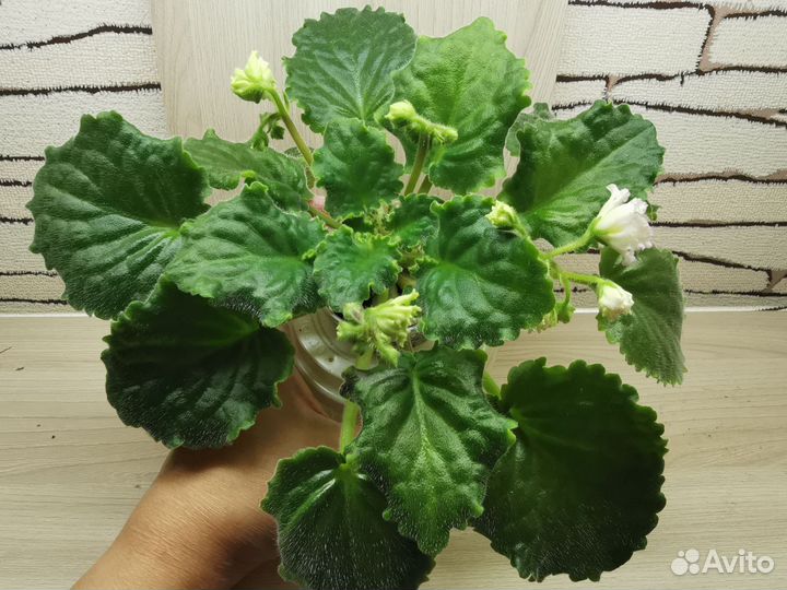 Фиалка ав-Желтая Роза