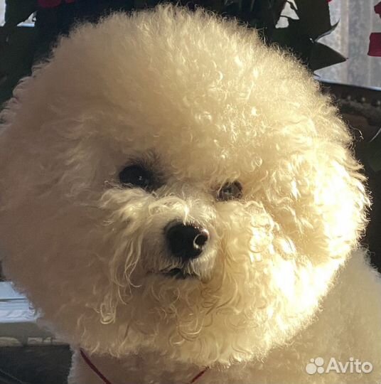 Для вязки кобель Бишон фризе