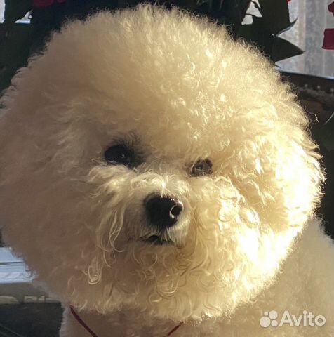 Для вязки кобель Бишон фризе