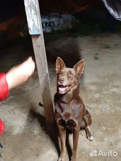 Австралийский келпи