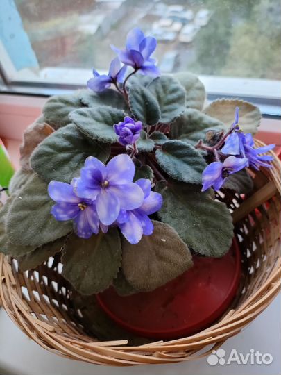 Комнатные растения и можжевельник