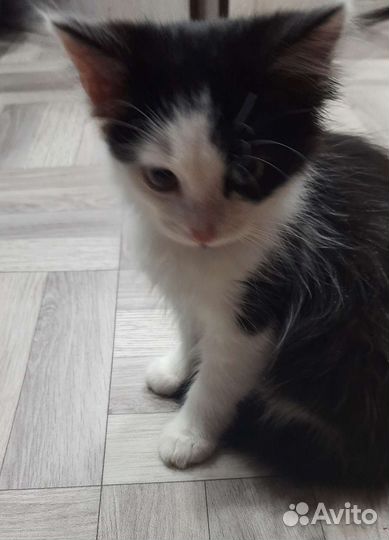 Кошка в дар