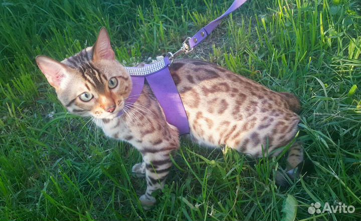 Бенгальский котик, бенгальские