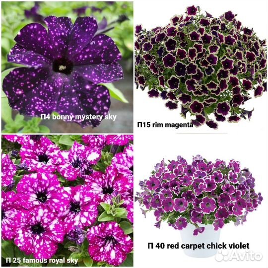 Вегетативная петуния