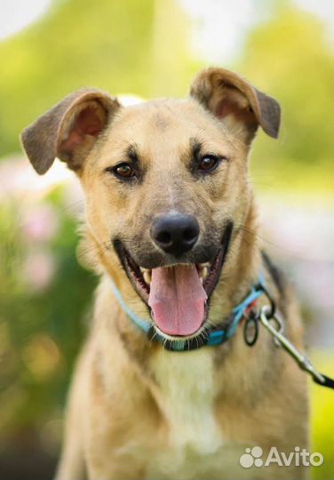 Очаровательный Бондо