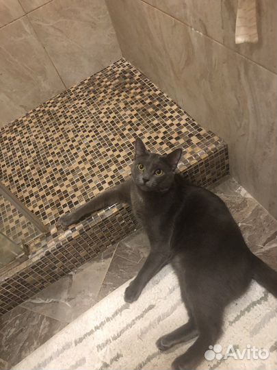 Кот для вязки русская голубая