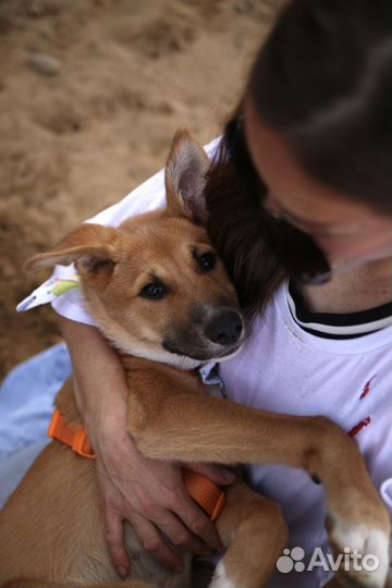 Щенок в добрые руки