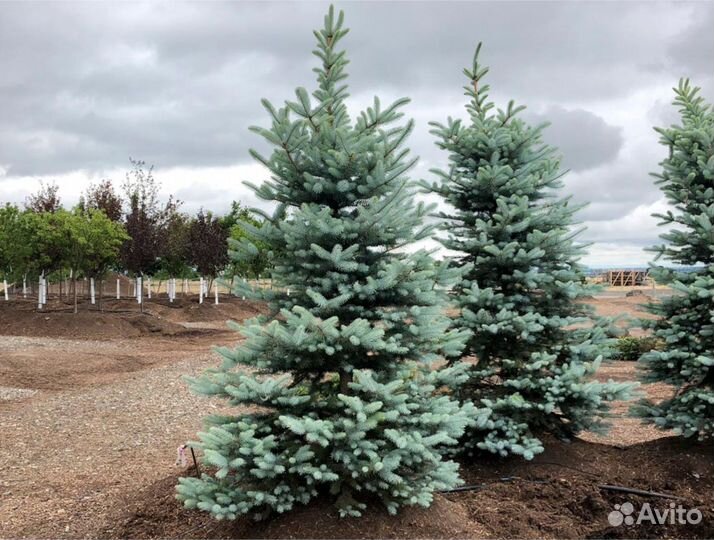 Голубая ель