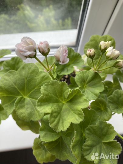 Пеларгония герань сортовая