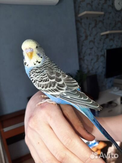 Выставочный попугай чех