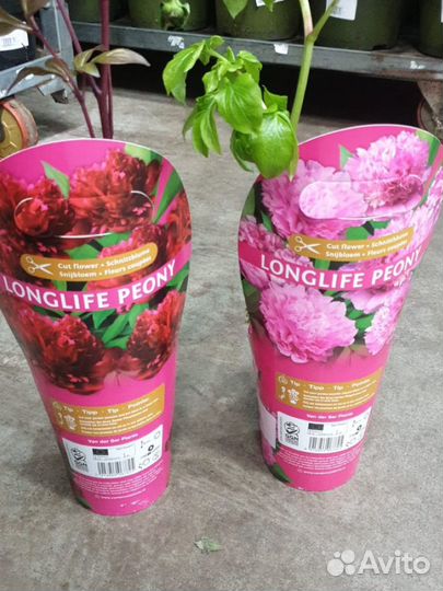 Пионы нидерланды