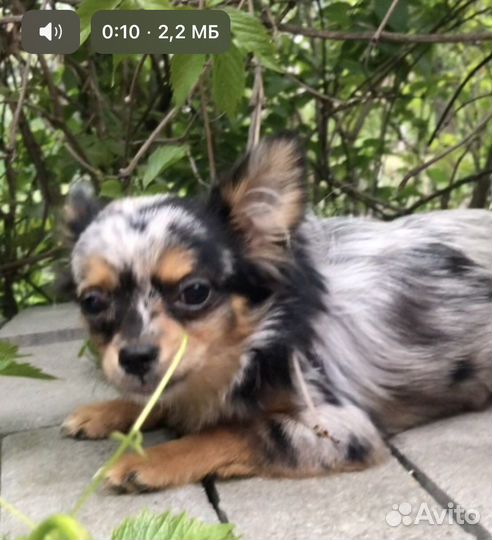 Щенки чихуахуа и взрослые