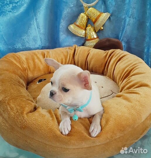 Мини девочка 11 месяцев