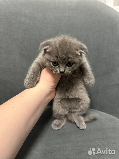 Шотландская вислоухая